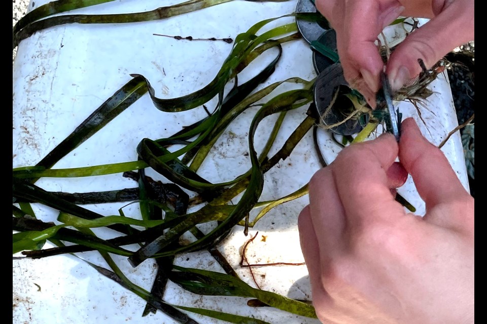 Tsleil-Waututh Nation School students took to the shores of Whey-ah-wichen, Cates Park in North Vancouver this week to immerse themselves in the ways of planting and restoring eelgrass.